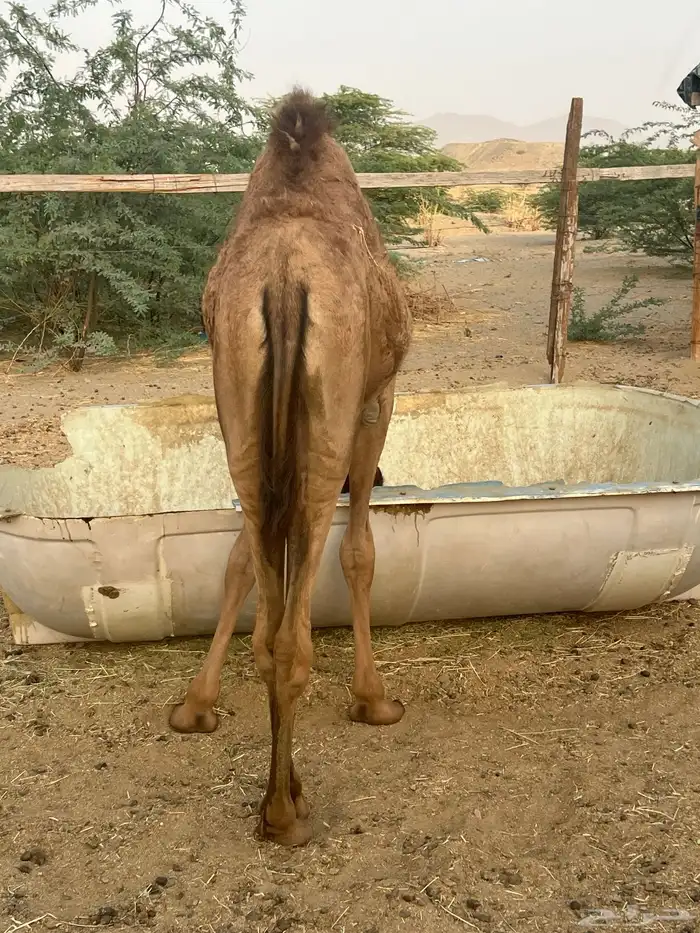 بكره تحتها بكره 0