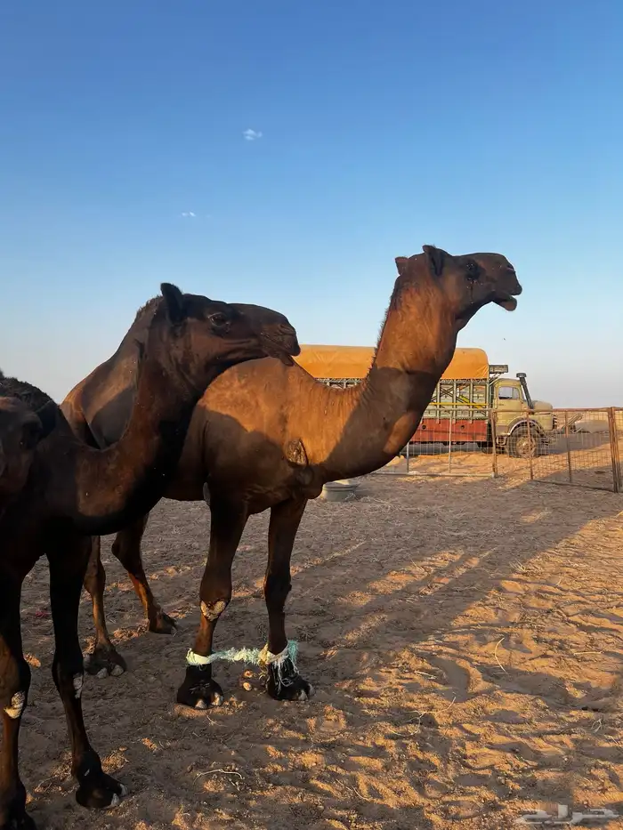 فحل مجاهيم شرط ضراب وعشار 10