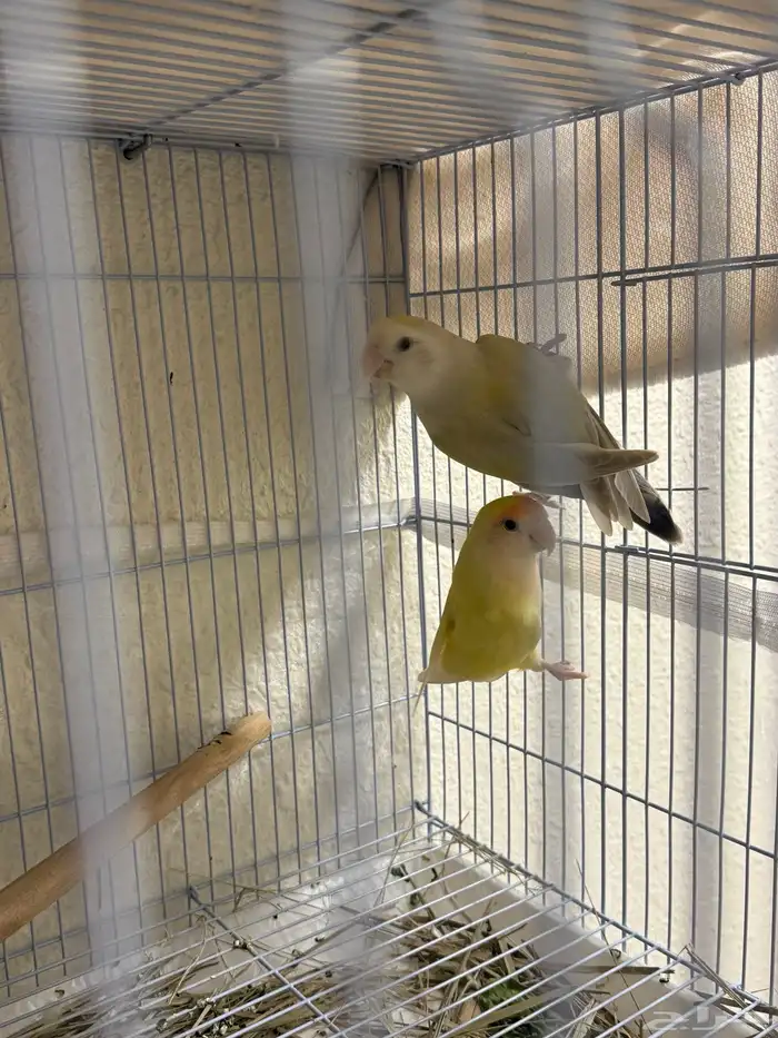 جوز روز 2