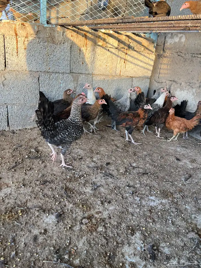 دجاج بلدي 6