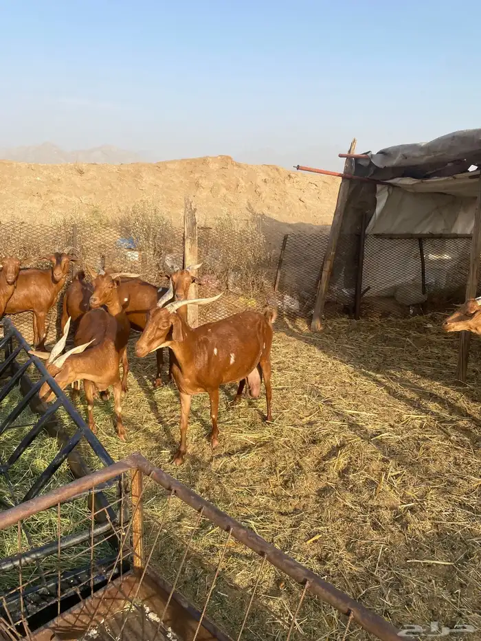 معزا محايلات 1