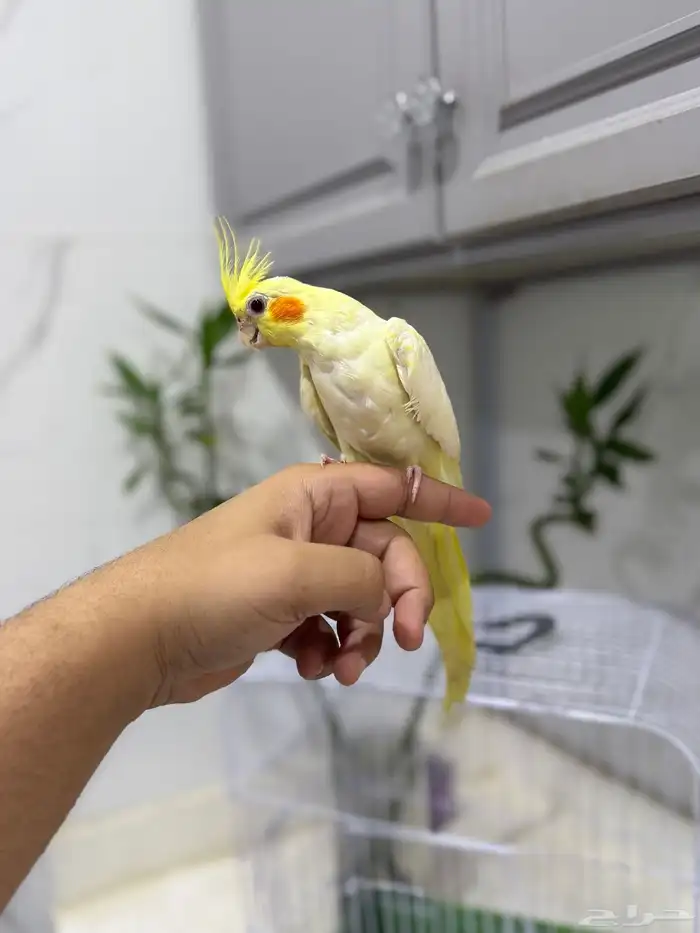 كروان اليف 7