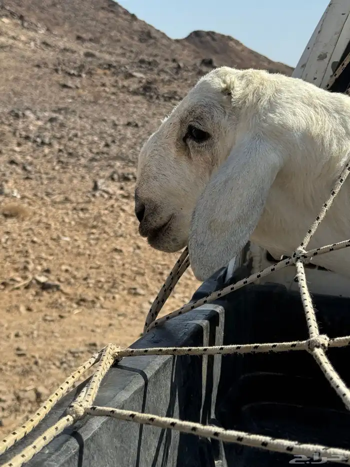 مشروع فحل ضغط عالي 8