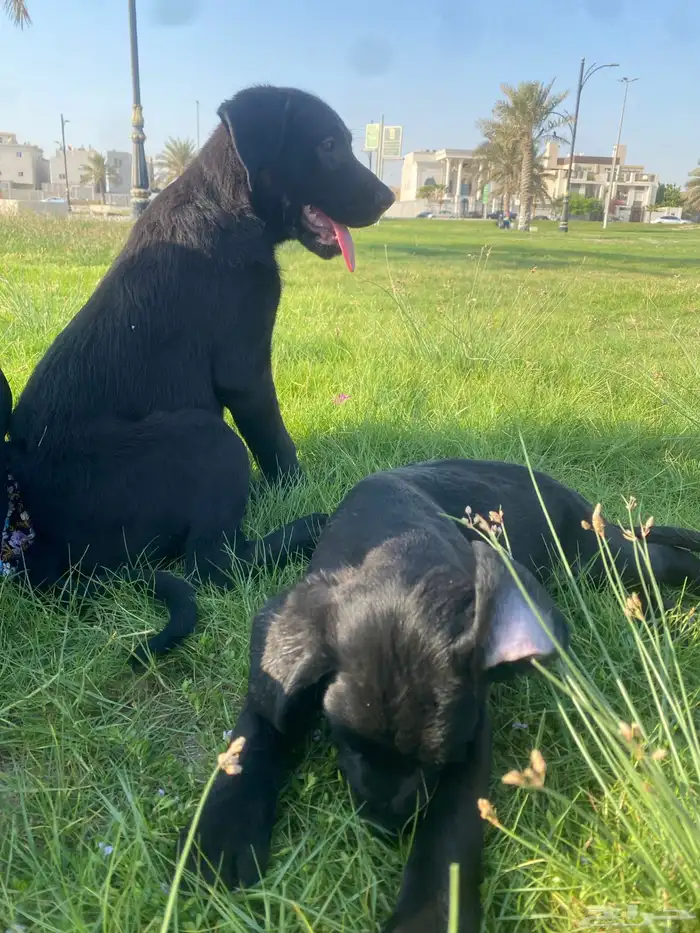 جرو مالينو اسود black malino 7