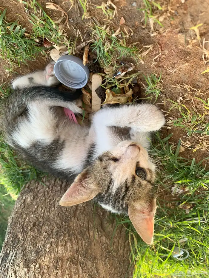 قطط بلدي صغير للتبني 0