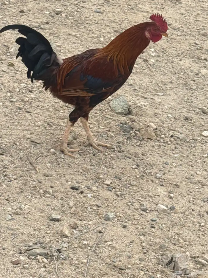 دجاج للبيع 2