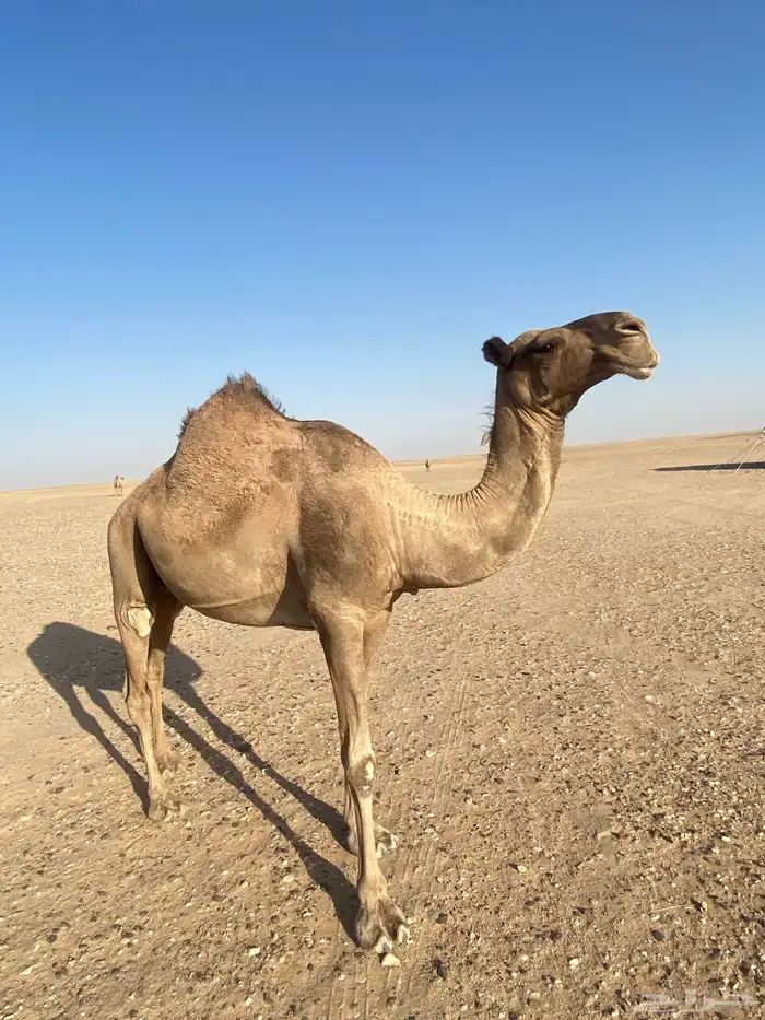 لقحتين صفر للبيع 0