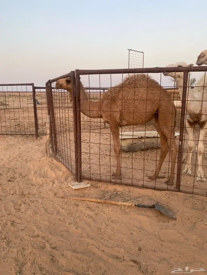 بكرة شعلا عمرها اربع شهور 2