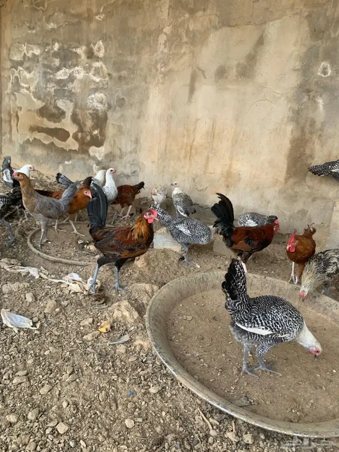 دجاج 2