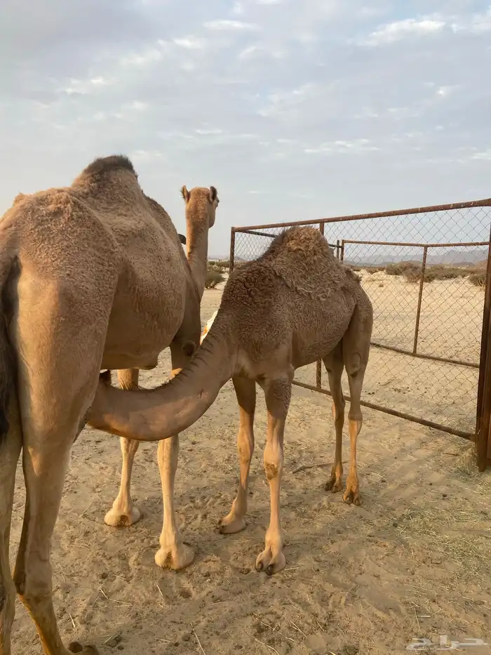 قعدان للبيع 0