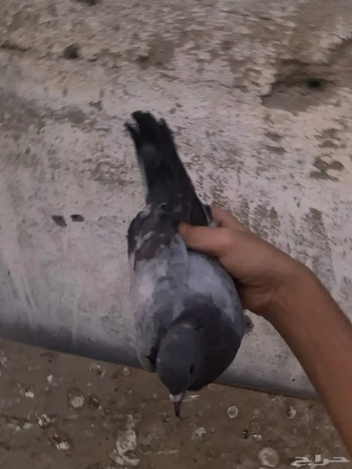 ذكر صنعاني منتج شرط 0