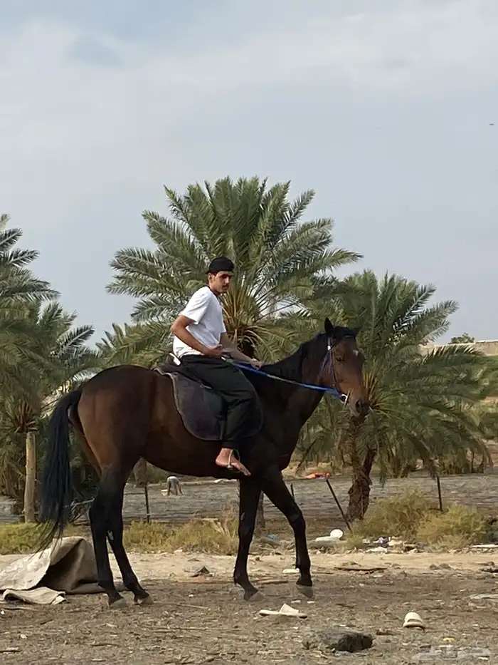 حصان إنجليزي 0