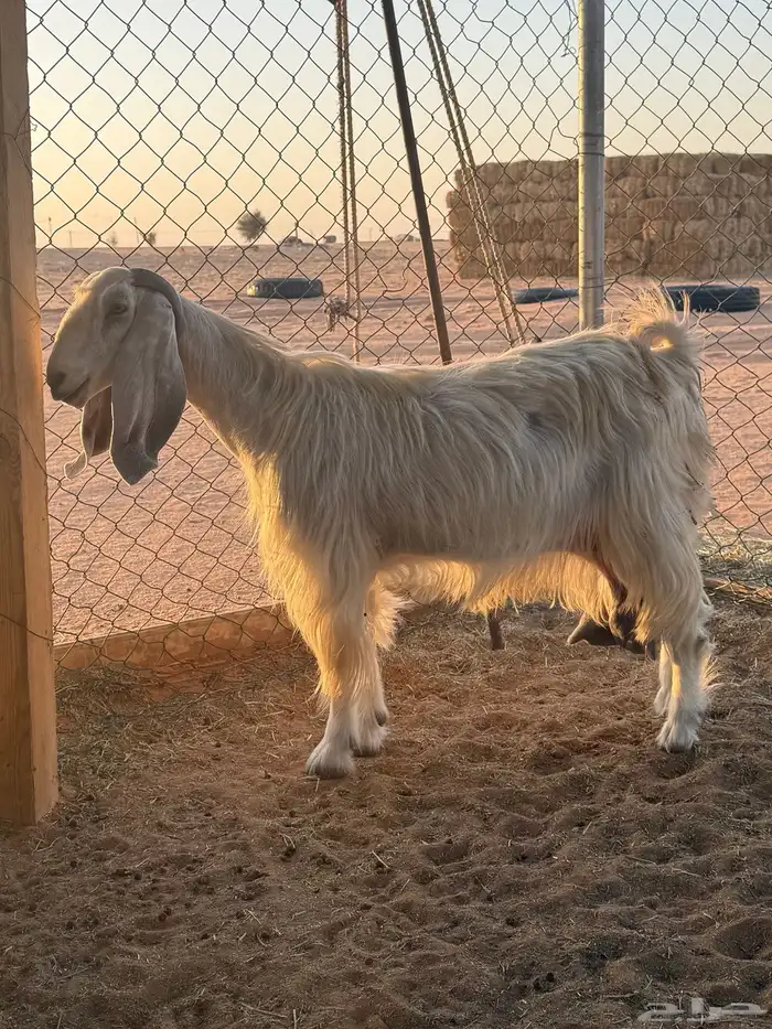 عنز مشروكه طيبه 1