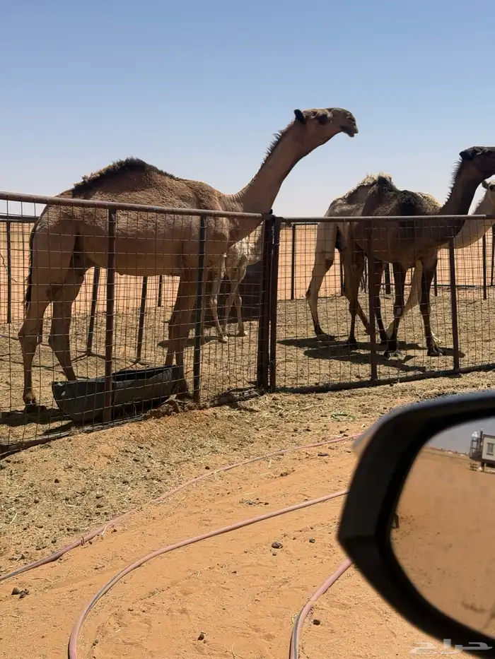 قعود 0