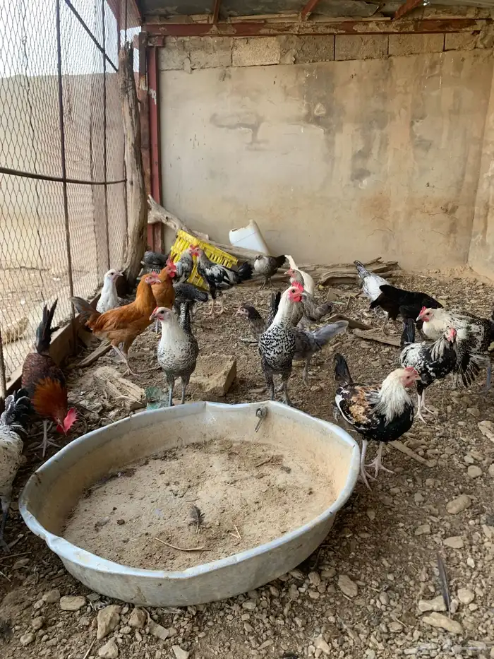 دجاج 0