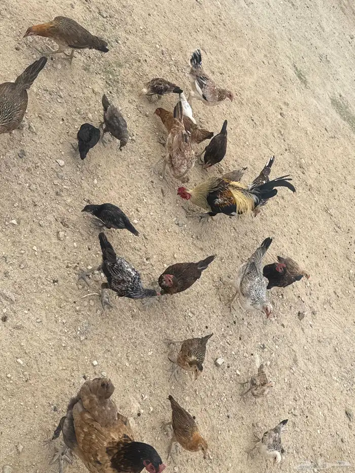 دجاج للبيع 3