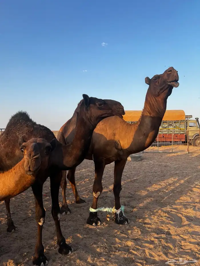 فحل مجاهيم شرط ضراب وعشار 15