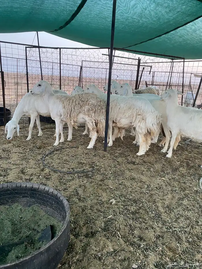 شياه حريات دفيع على السونار 4
