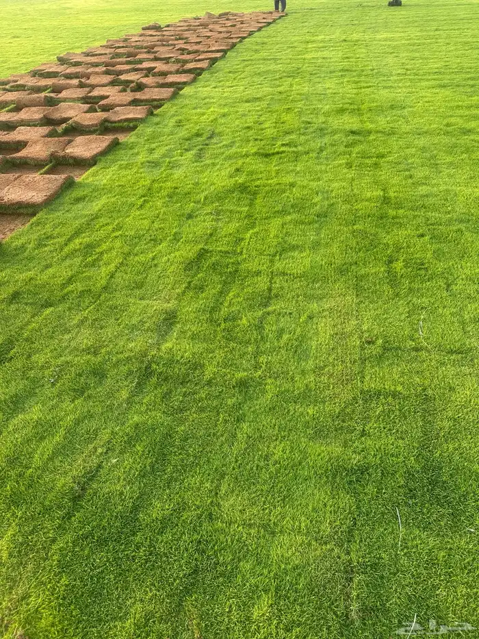 Natural Francese Grass Best Quality Pure Green And Clean 2