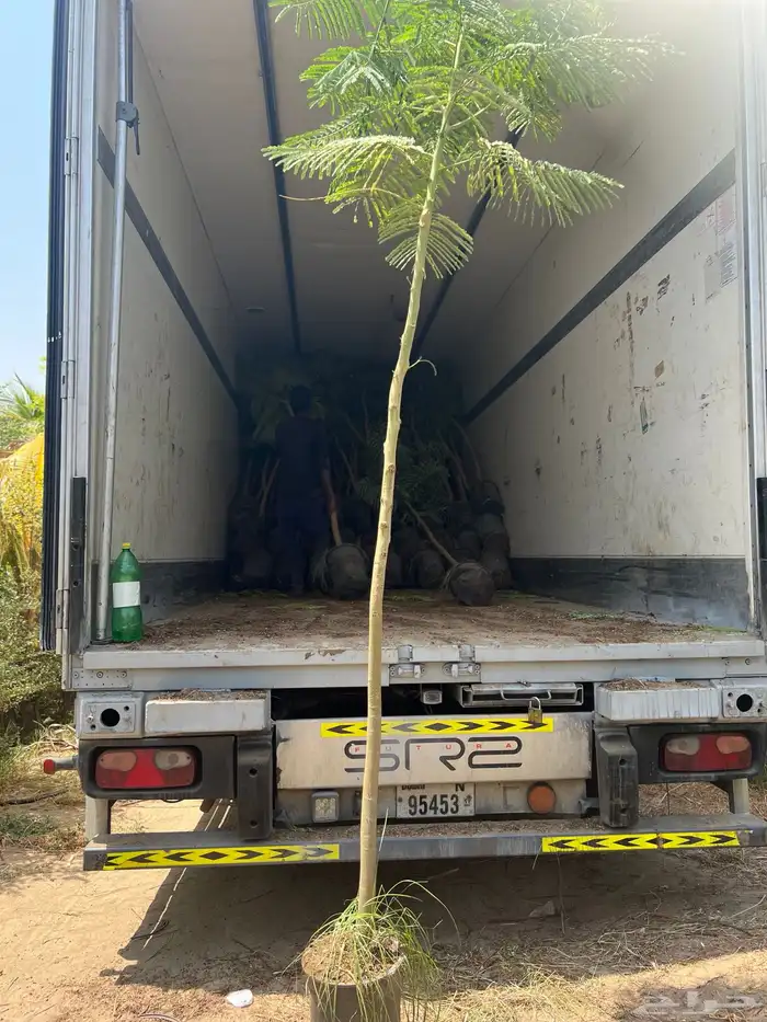 توريد جميع شتلات الظل والزينة نيم لبخ اكاسيا بونسيانا 0