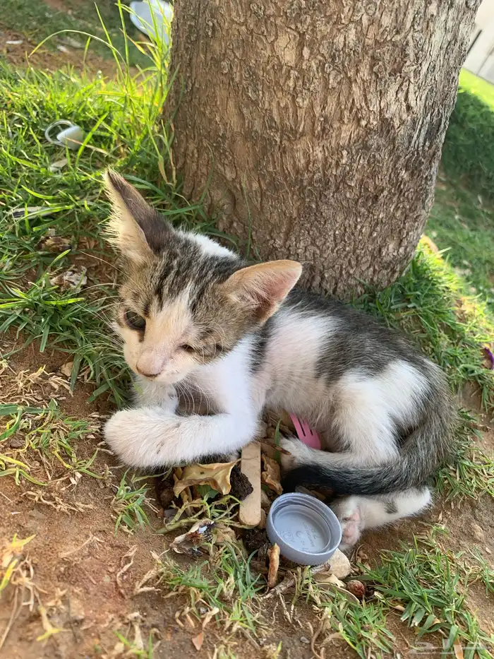 قطط بلدي صغير للتبني 1