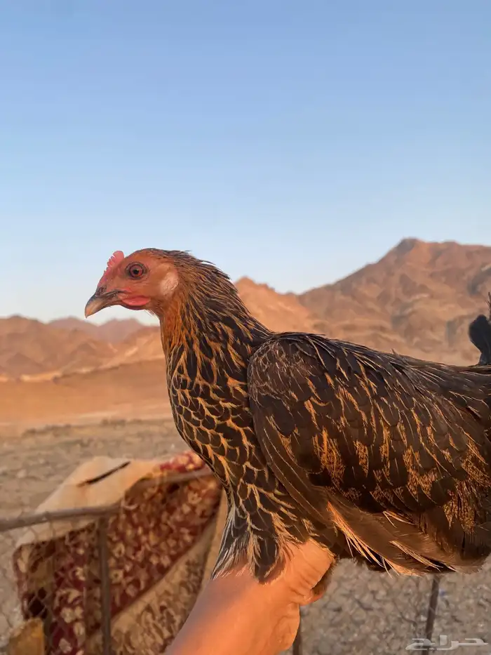 دجاج بلدي بياض مشالله الون 0