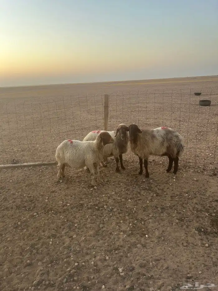 للبيع غنم نعيم مطافيل ودفيع 13