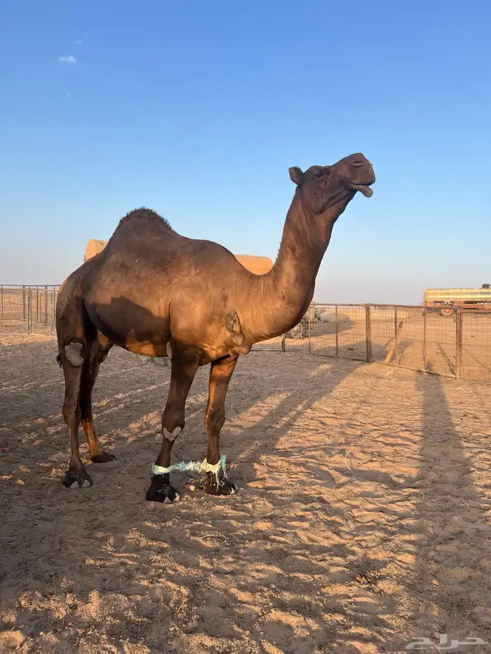 فحل مجاهيم شرط ضراب وعشار 6