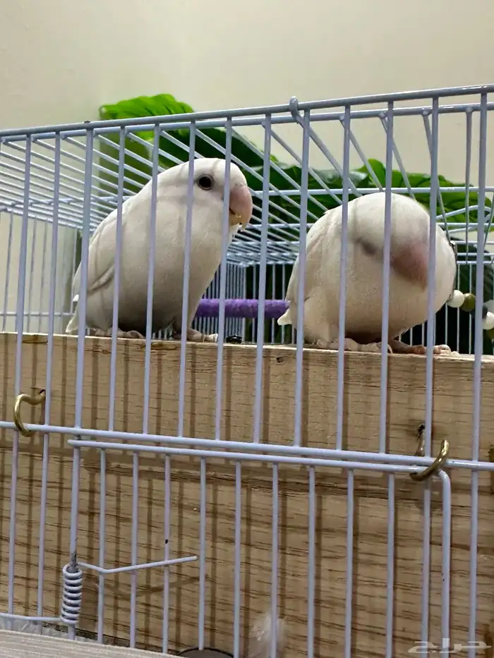 روز بينو عيون حمر.  عمره سنه تقريبا 1