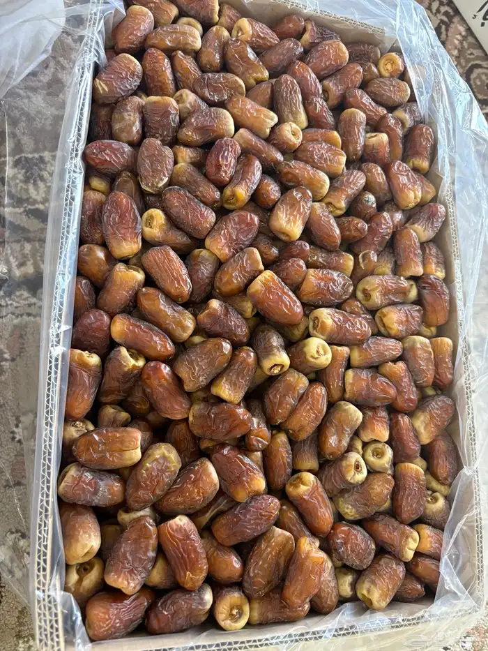برني كرتين وسطول 5