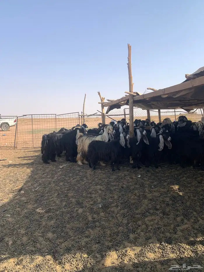 البيع معزة 0