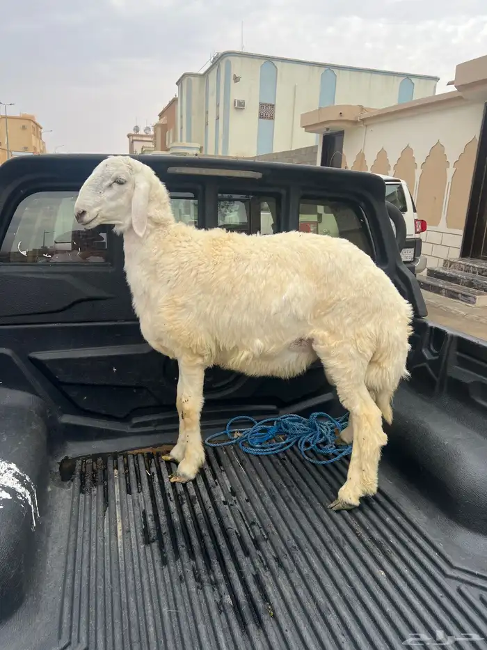 خروف 1