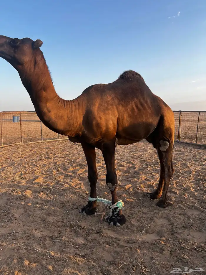 فحل مجاهيم شرط ضراب وعشار 3