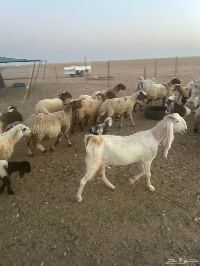 للبيع غنم نعيم مطافيل ودفيع 1
