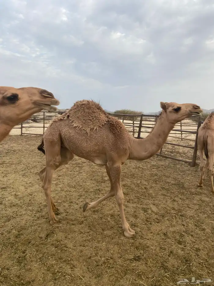 قعدان للبيع 7