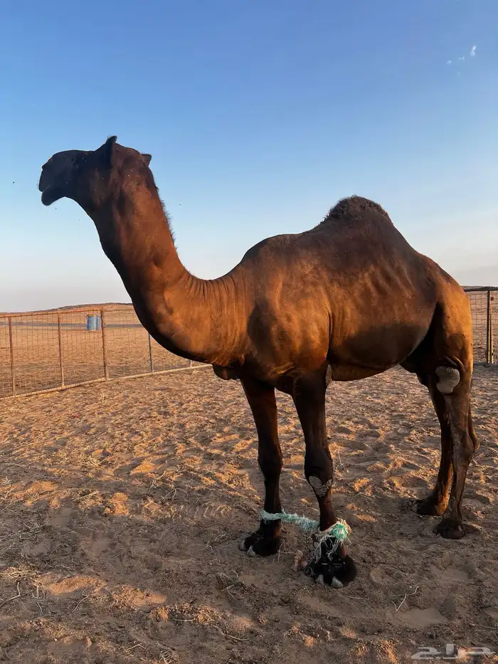 فحل مجاهيم شرط ضراب وعشار 2