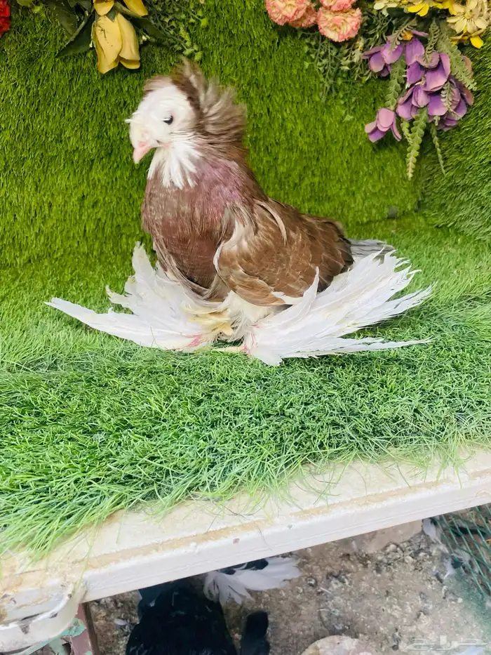 للبيع طبه بخاره بولهد 13