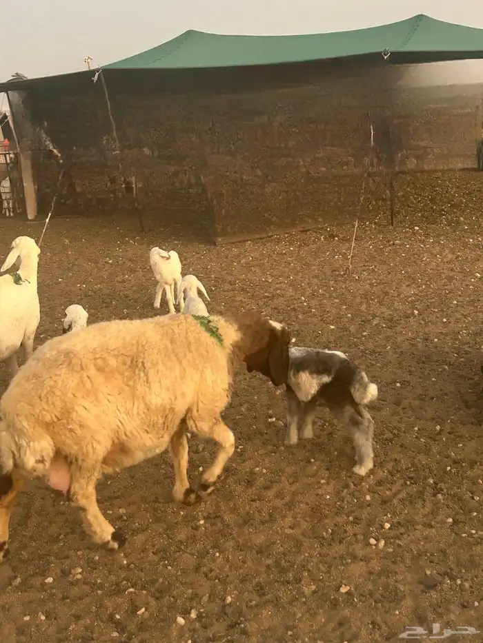 للبيع غنم نعيم مطافيل ودفيع 3