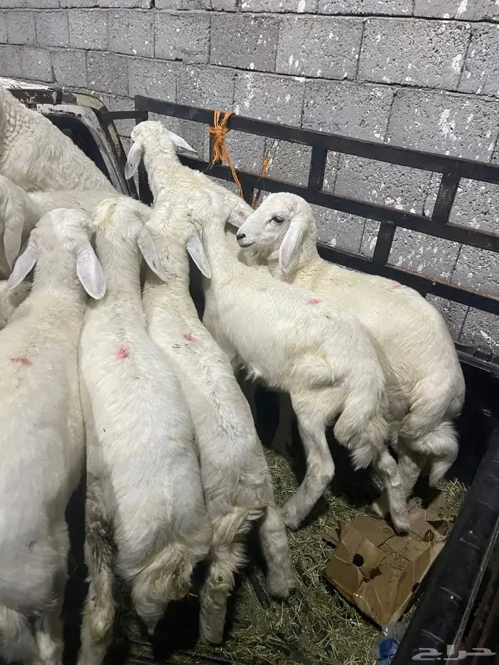 طليان العدد 10 ع السوم الموقع جنوب الطايف قياء بني الحارث 0