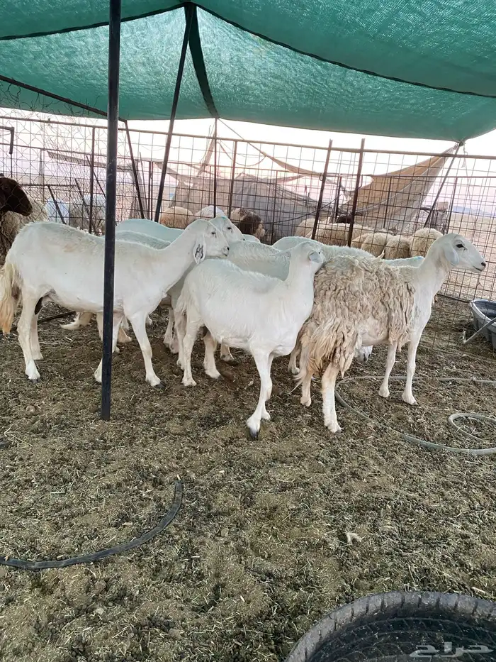 شياه حريات دفيع على السونار 0