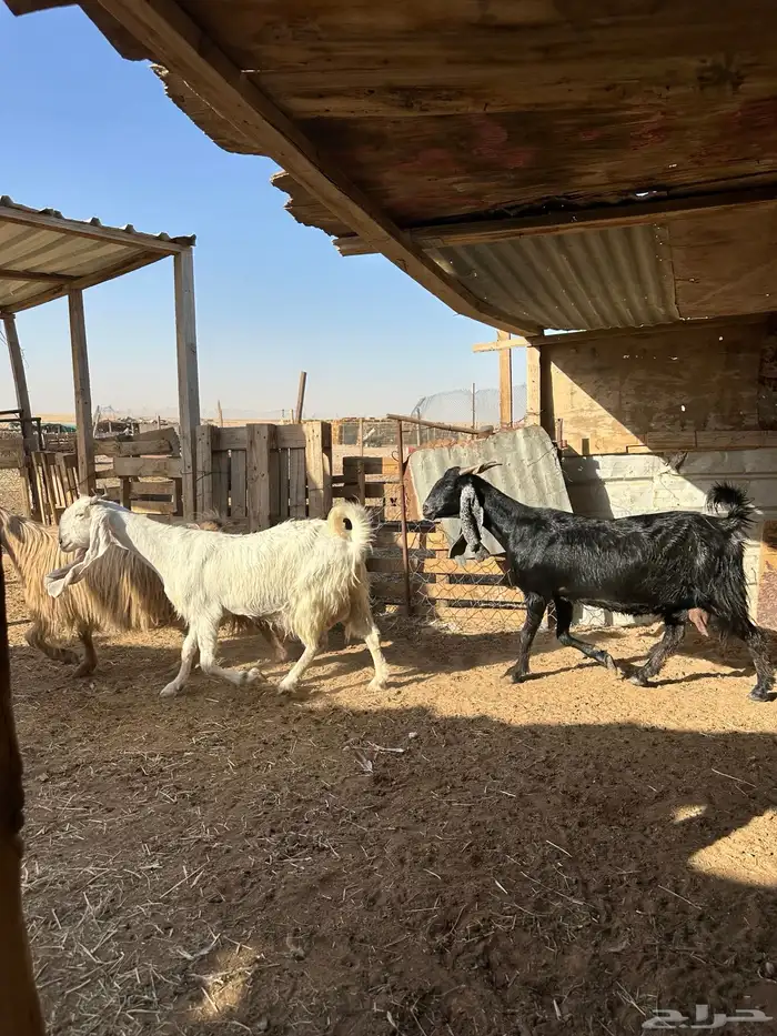 معزا مشاريك دفيع 1