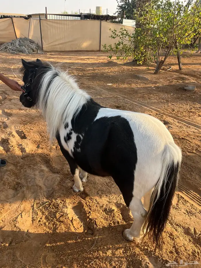سيسيه فرس قرمى 1
