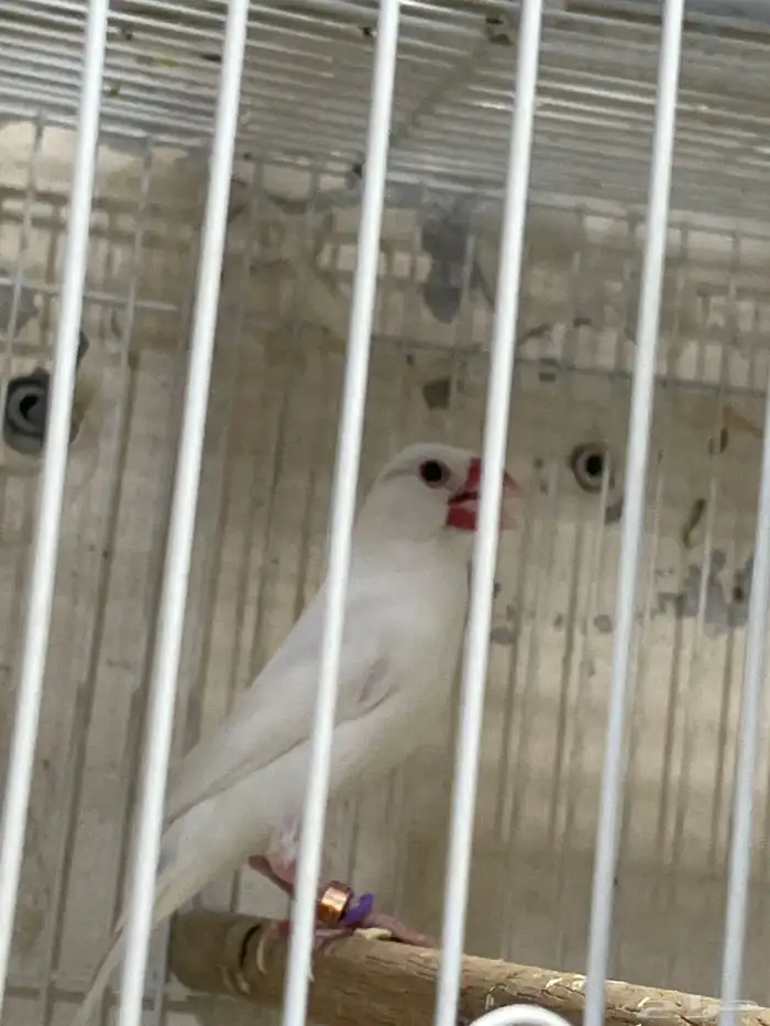 طيور جاوا فينش 2