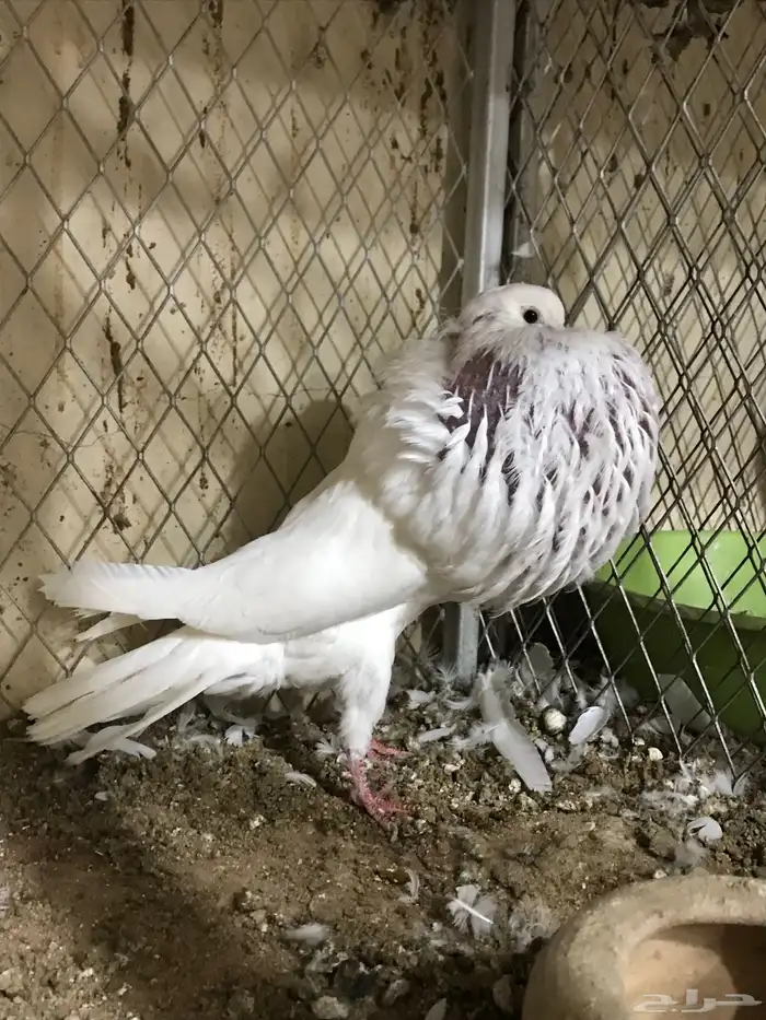 للبيع زوج نفاخ نرويجي فاااخر 6