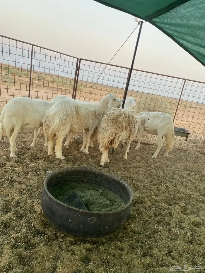 شياه حريات دفيع على السونار 3