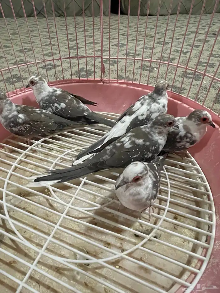 الماسي ابرق 1