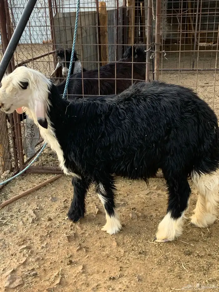 طلي نجدي طيب 0