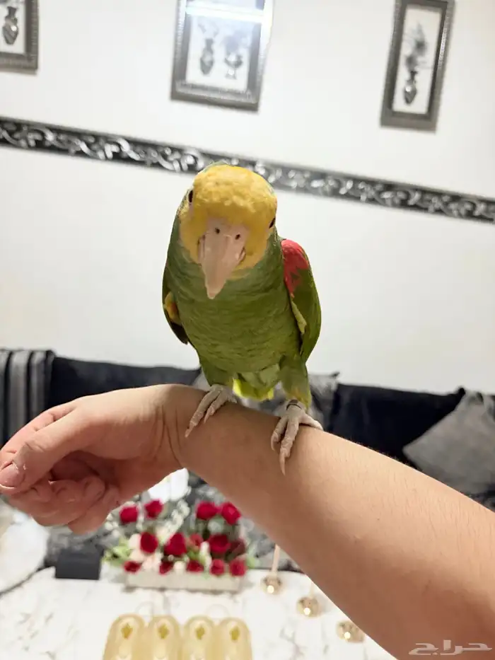 ببغاء أمازوني دبل يلو هيد ماقنا اليف ولعوب ومتكلم 3