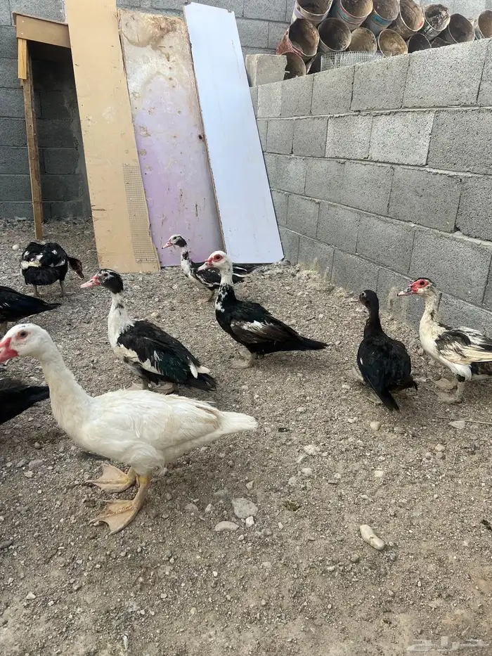 بط مسكوفي 0