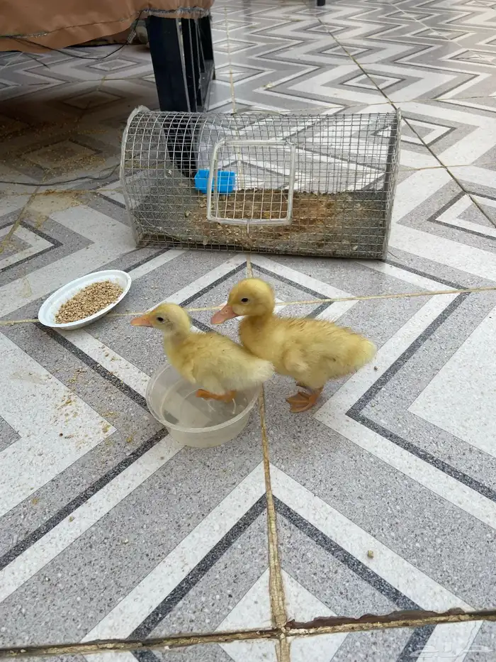 بط للبيع 3